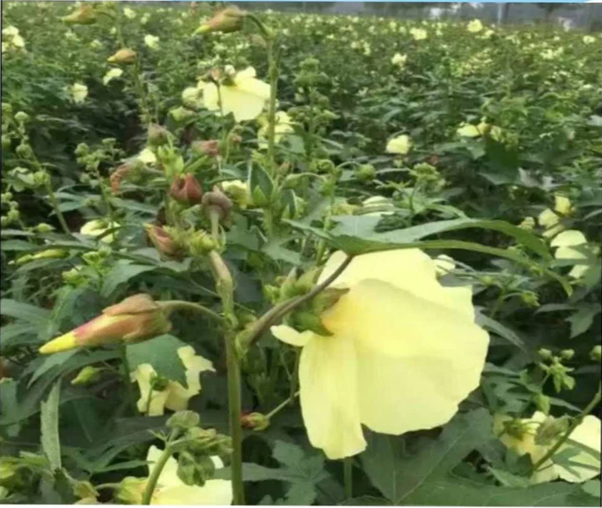 神奇仙草金花葵